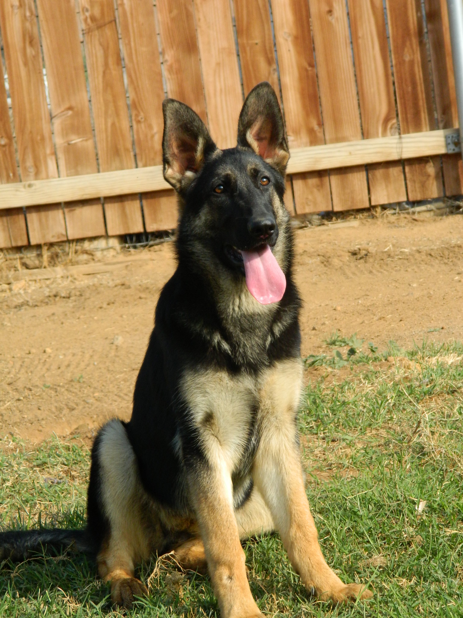 Schenska German Shepherds